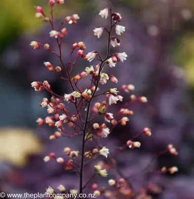 heuchera-plum-royale--4