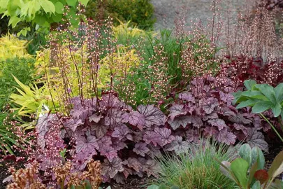 heuchera-plum-royale-