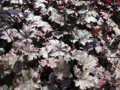 heuchera-amethyst-3