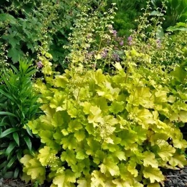 heuchera-lime-marmalade-1