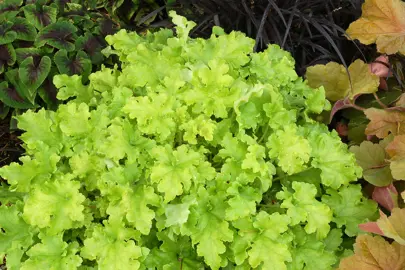 heuchera-lime-marmalade-2