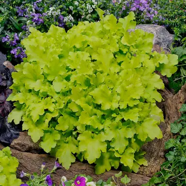 heuchera-lime-marmalade-5