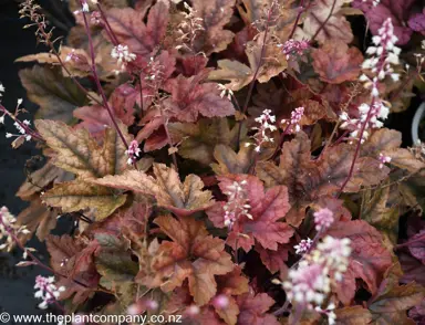 heucherella-brass-lantern--2