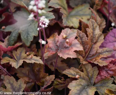 heucherella-brass-lantern--3