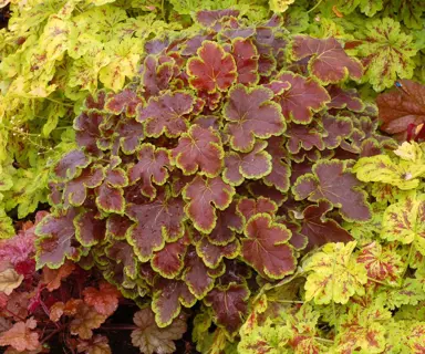 heucherella-solar-eclipse--1