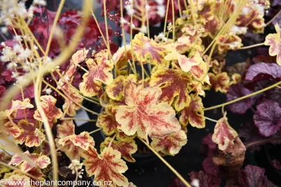 heucherella-solar-eclipse-