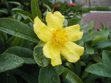 hibbertia-scandens-