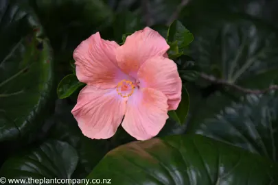 Hibiscus 'Agnes Gault' pink flower amidst tractor seat plants.