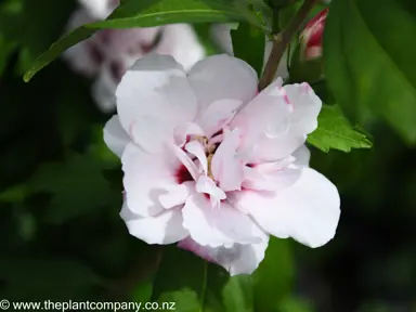 hibiscus-syriacus-blushing-bride--1