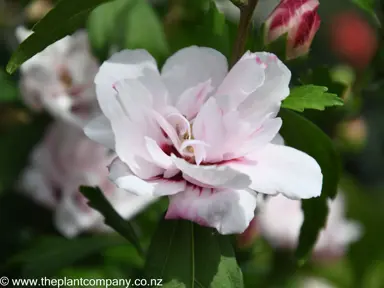 hibiscus-syriacus-blushing-bride--2