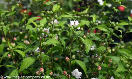 hibiscus-syriacus-blushing-bride-