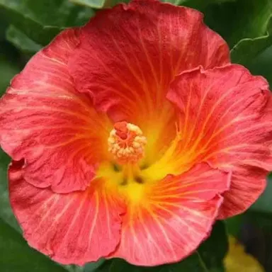 hibiscus-bright-lights-