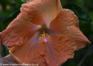Beautiful and large Hibiscus 'Brother Anthony' orange flower.