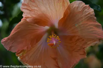 Hibiscus 'Brother Anthony' orange flower.
