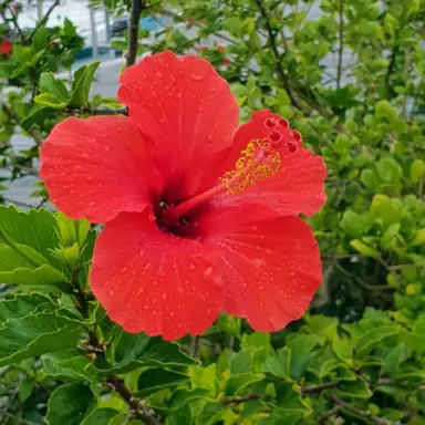hibiscus-cairo-red-