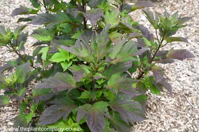 Hibiscus 'Cherry Cheesecake' shrub with lush foliage.