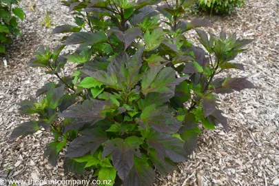 Hibiscus 'Cherry Cheesecake' shrub with green and purple foliage.