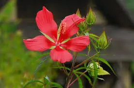 Hibiscus coccineus plant with red flower.