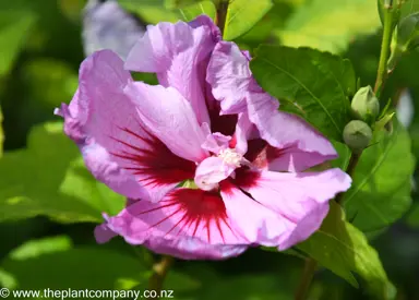 hibiscus-syriacus-coelestis--3