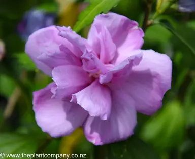 hibiscus-syriacus-coelestis--4