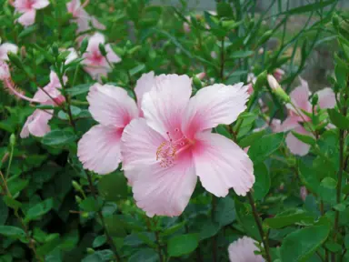 hibiscus-dainty-pink-