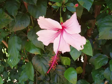 hibiscus-dainty-pink-1
