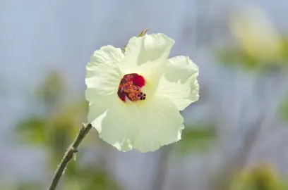 An elegant Hibiscus diversifolius cream-coloured flower.