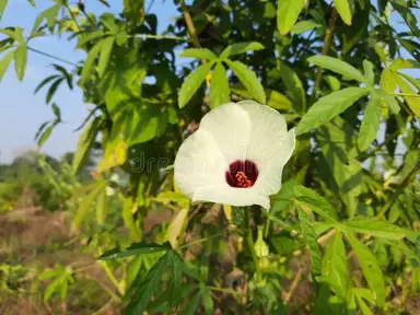 Hibiscus diversifolius cream flower and green foliage.