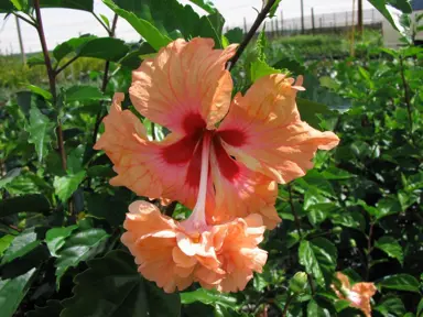 hibiscus-el-capitolio--1