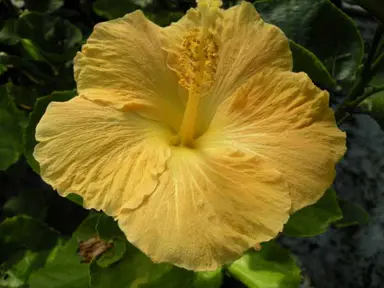 hibiscus-fiji-sunshine-