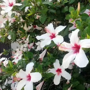hibiscus-fijian-white--1