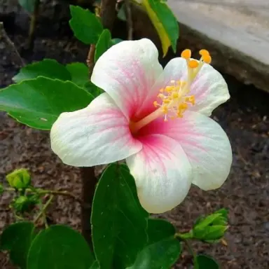 hibiscus-fijian-white-