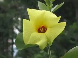 Hibiscus hamabo yellow flower.