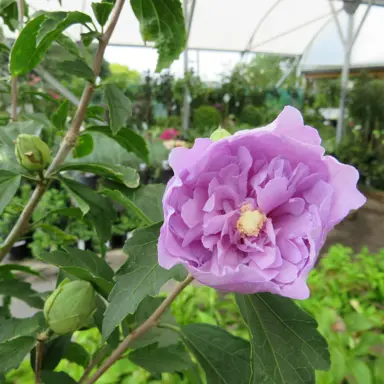 hibiscus-syriacus-heidi-