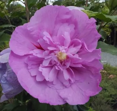 hibiscus-syriacus-heidi-1