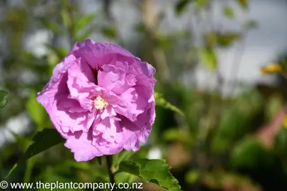 hibiscus-syriacus-heidi-2