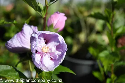 hibiscus-syriacus-heidi-3