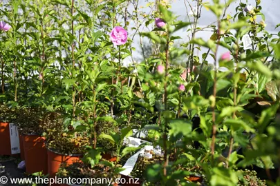 hibiscus-syriacus-heidi-4