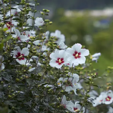 hibiscus-helene-2