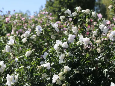 hibiscus-syriacus-jeanne-d-arc-