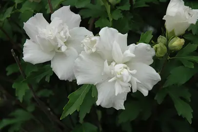 hibiscus-syriacus-jeanne-d-arc-2
