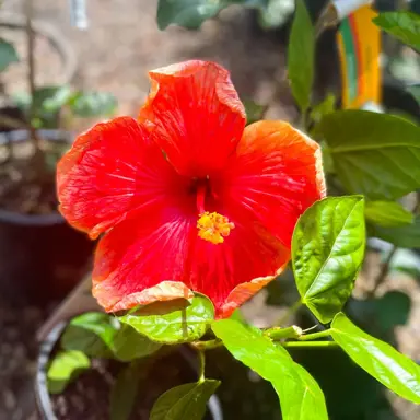 Hibiscus 'Kiwi Glow' red flower.