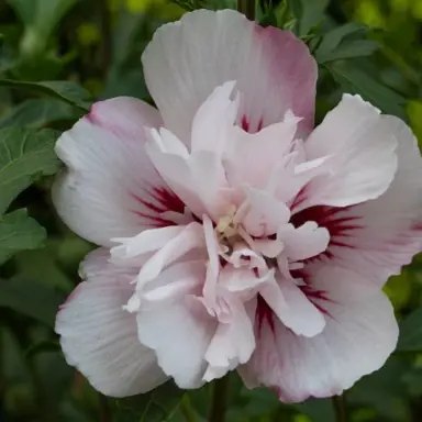 Hibiscus 'Lady Stanley' flower.