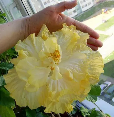 Hibiscus 'Lemon Chiffon' yellow flower.