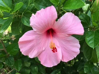 hibiscus-lollipops-