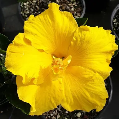 hibiscus-macdelveons-yellow-
