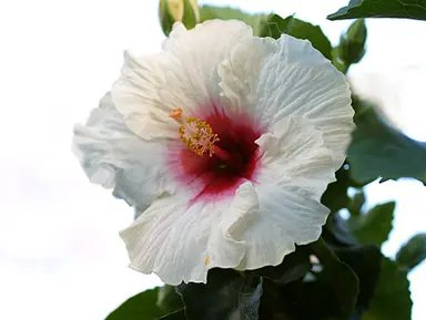 hibiscus-madonna-