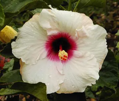 hibiscus-madonna-1