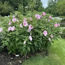 Hibiscus moscheutos plant.