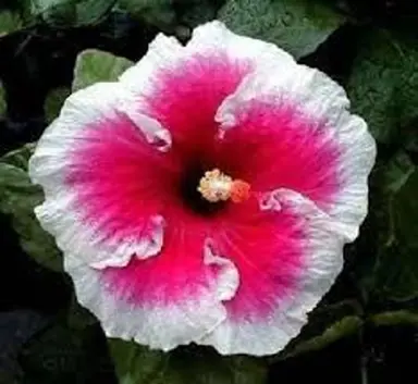 hibiscus-mystic-charm-